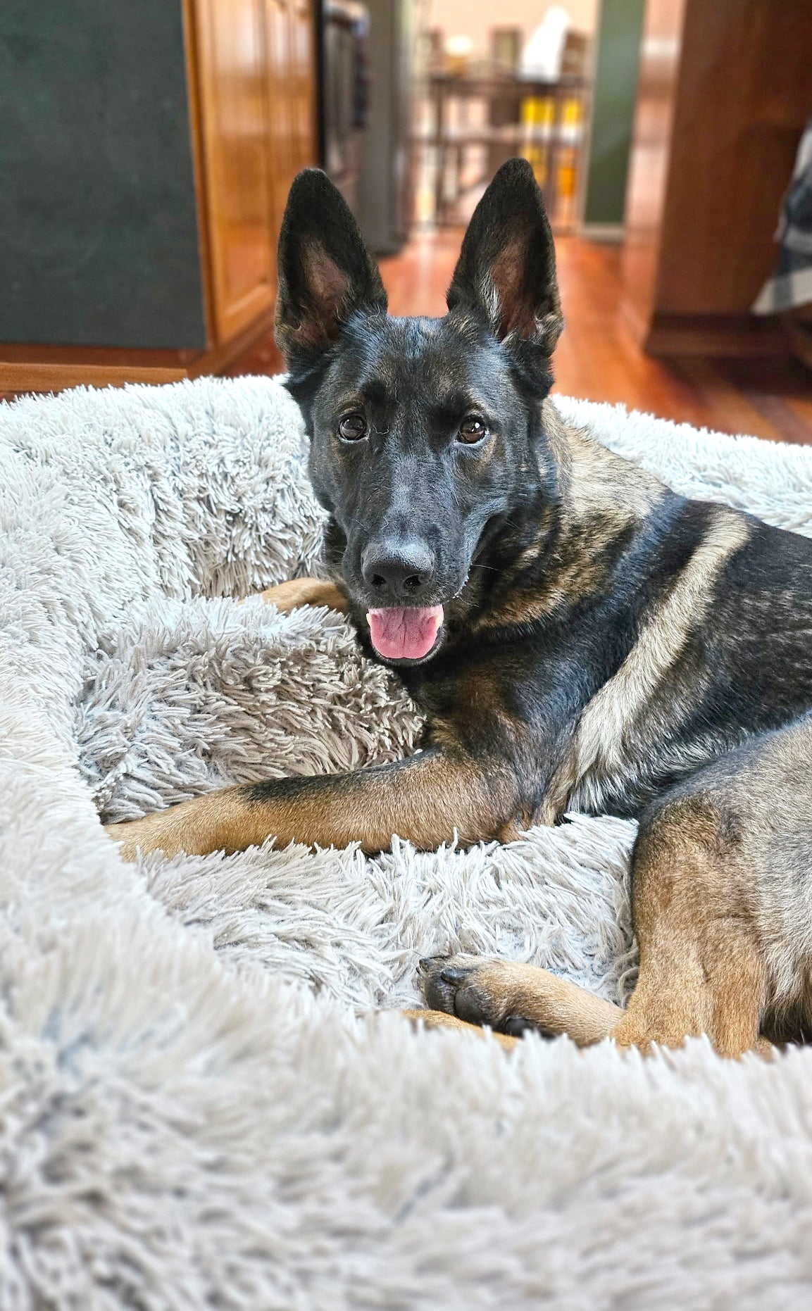 Make a Donation – Change a German Shepherd’s Life