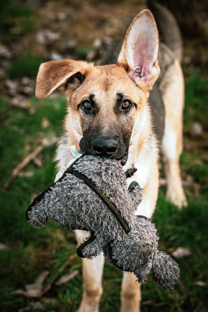 Make a Donation – Change a German Shepherd’s Life